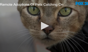 Remote Adoptions Of Pets Catching On