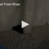 Cat Rescued From River