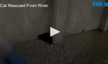 Cat Rescued From River