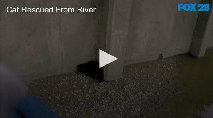 2020-06-11 Cat Rescued From River FOX 28 Spokane