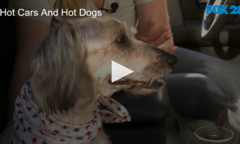 Hot Cars And Hot Dogs