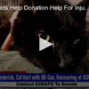 2020-06-29 Scraps Needs Help Donation Help For Injured Kitty FOX 28 Spokane