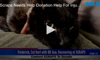 Scraps Needs Help Donation Help For Injured Kitty