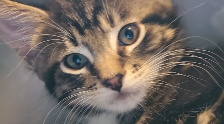 TrudyMeakinRogers | FOX 28 Spokane