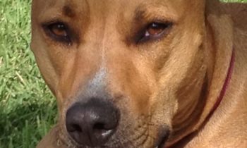 WHAT’S THE WORST ADVICE YOU’VE GOTTEN ABOUT A PET?