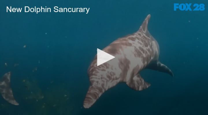 2020-07-09 Dolphin Returned to the Wild After Years of Captivity FOX 28 Spokane