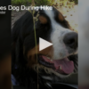 2020-07-15 Family Saves Dog During Hike FOX 28 Spokane