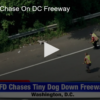 Pup Gives Chase On DC Freeway