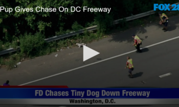 Pup Gives Chase On DC Freeway