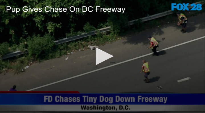 2020-07-20 Pup Gives Chase On DC Freeway FOX 28 Spokane