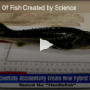 2020-07-23 New Breed Of Fish Created by Science FOX 28 Spokane