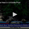 2020-07-27 Bearing The Heat In A Kiddie Pool FOX 28 Spokane