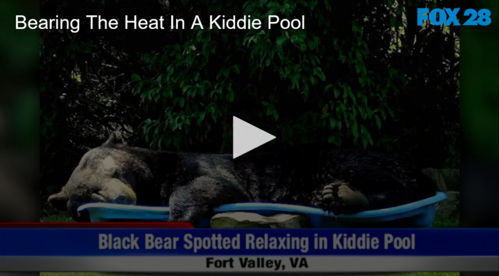 2020-07-27 Bearing The Heat In A Kiddie Pool FOX 28 Spokane