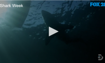32 Years of Shark Week
