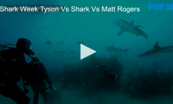Shark Week. Tyson vs Shark vs Matt Rogers
