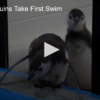 2020-08-20 Baby Penguins Take First Swim FOX 28 Spokane