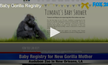 What is a Baby Gorilla Registry?