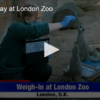 Weigh In Day at London Zoo