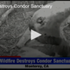 2020-08-28 Wildfire Destroys Condor Sanctuary FOX 28 Spokane