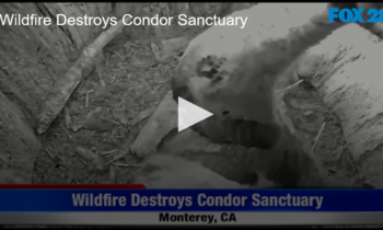 Wildfire Destroys Condor Sanctuary