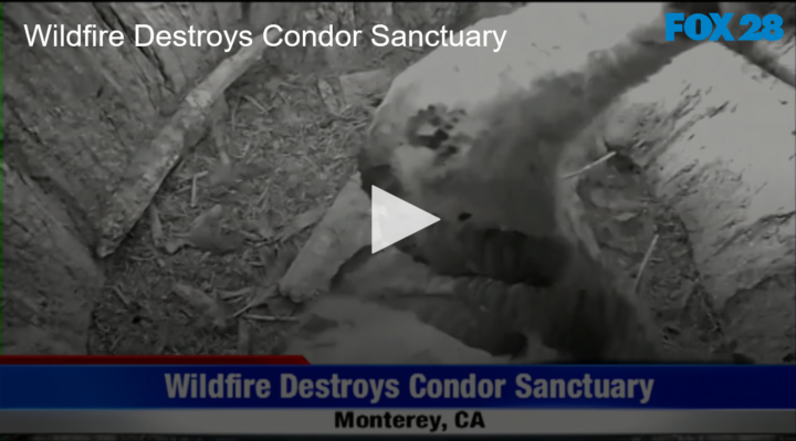 2020-08-28 Wildfire Destroys Condor Sanctuary FOX 28 Spokane | FOX 28 Spokane 2020-08-28 Wildfire Destroys Condor Sanctuary FOX 28 Spokane