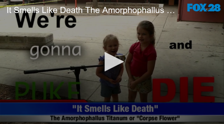 2020-09-18 It Smells Like Death The Amorphophallus Titanum Corpse Flower Blooms FOX 28 Spokane | FOX 28 Spokane 2020-09-18 It Smells Like Death The Amorphophallus Titanum Corpse Flower Blooms FOX 28 Spokane