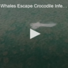 2020-09-21 Humpback Whales Escape Crocodile Infested Waters FOX 28 Spokane
