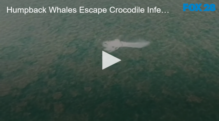 2020-09-21 Humpback Whales Escape Crocodile Infested Waters FOX 28 Spokane