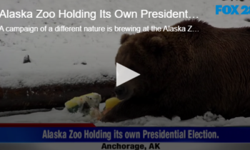 Alaska Zoo Holding Its Own Presidential Election