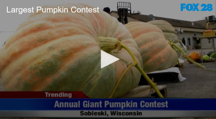 2020-10-05 Annual Largest Pumpkin Contest FOX 28 Spokane