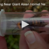 2020-10-30 The Family Living Near the Giant Asian Hornet Nest Speaks FOX 28 Spokane