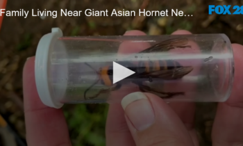The Family Living Near the Giant Asian Hornet Nest Speaks