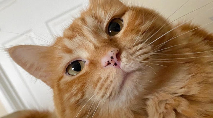 Mark'sJasper | FOX 28 Spokane