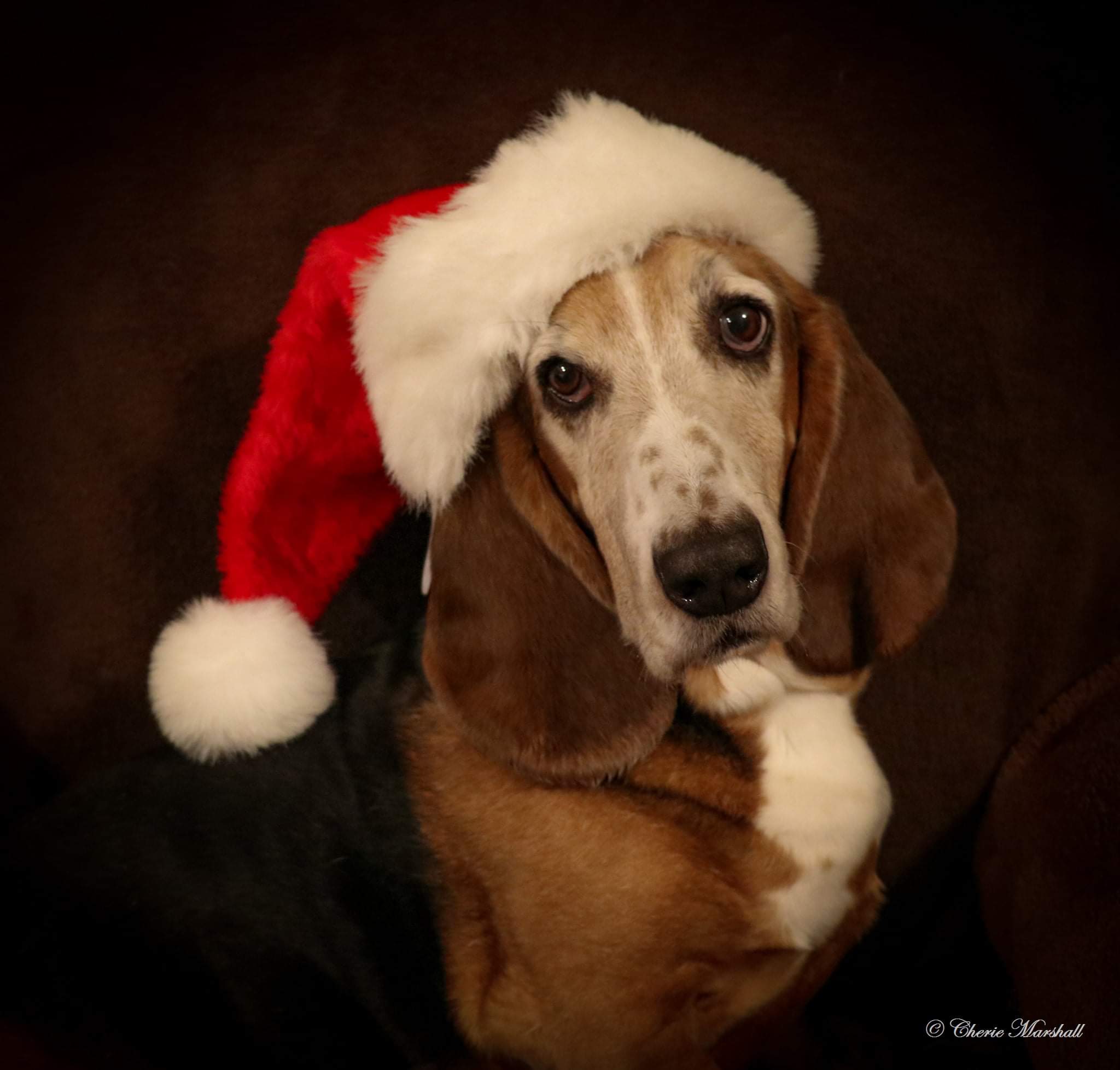 CherieMarshallSantaHat | FOX 28 Spokane