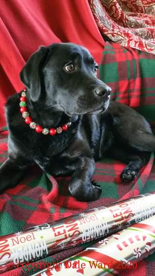 DaleWard | FOX 28 Spokane