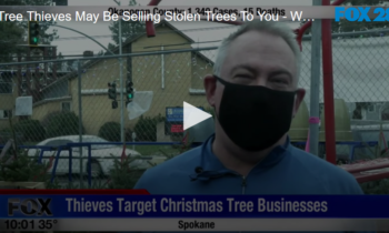 Tree Thieves May Be Selling Stolen Trees To You – What To Look For