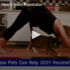 woman doing downward dog yoga pose with cat walking next to her