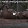 Elephants at the Reid Park Zoo Enjoying Rare Snowfall