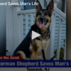 German Shepherd Saves Man’s Life