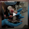 6-legged Puppy Born in Oklahoma