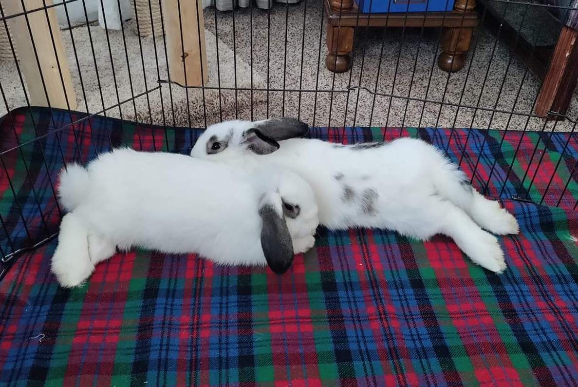 DonnaHitchcockRoecks | FOX 28 Spokane