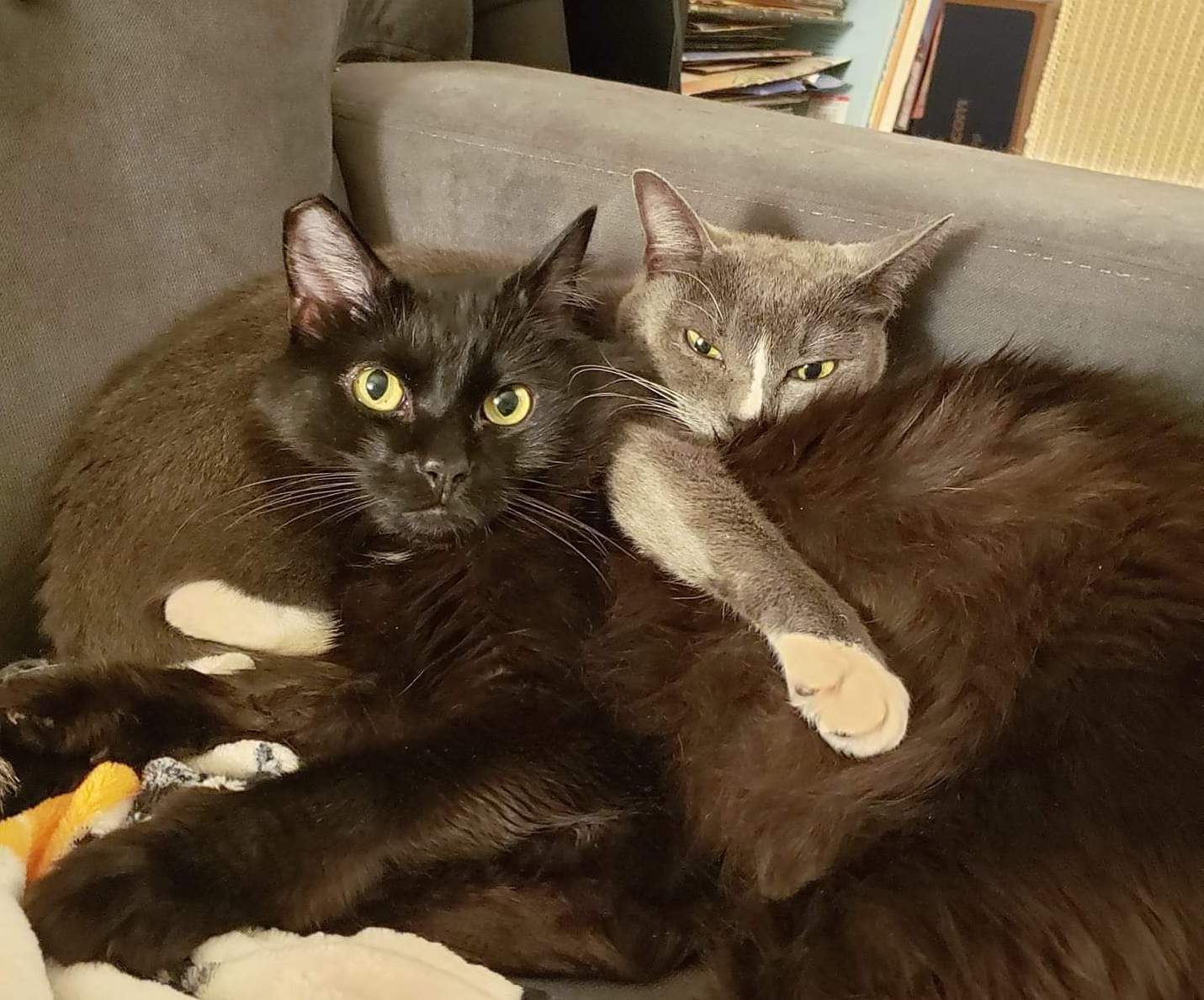 LiliChinMamboShimmy | FOX 28 Spokane