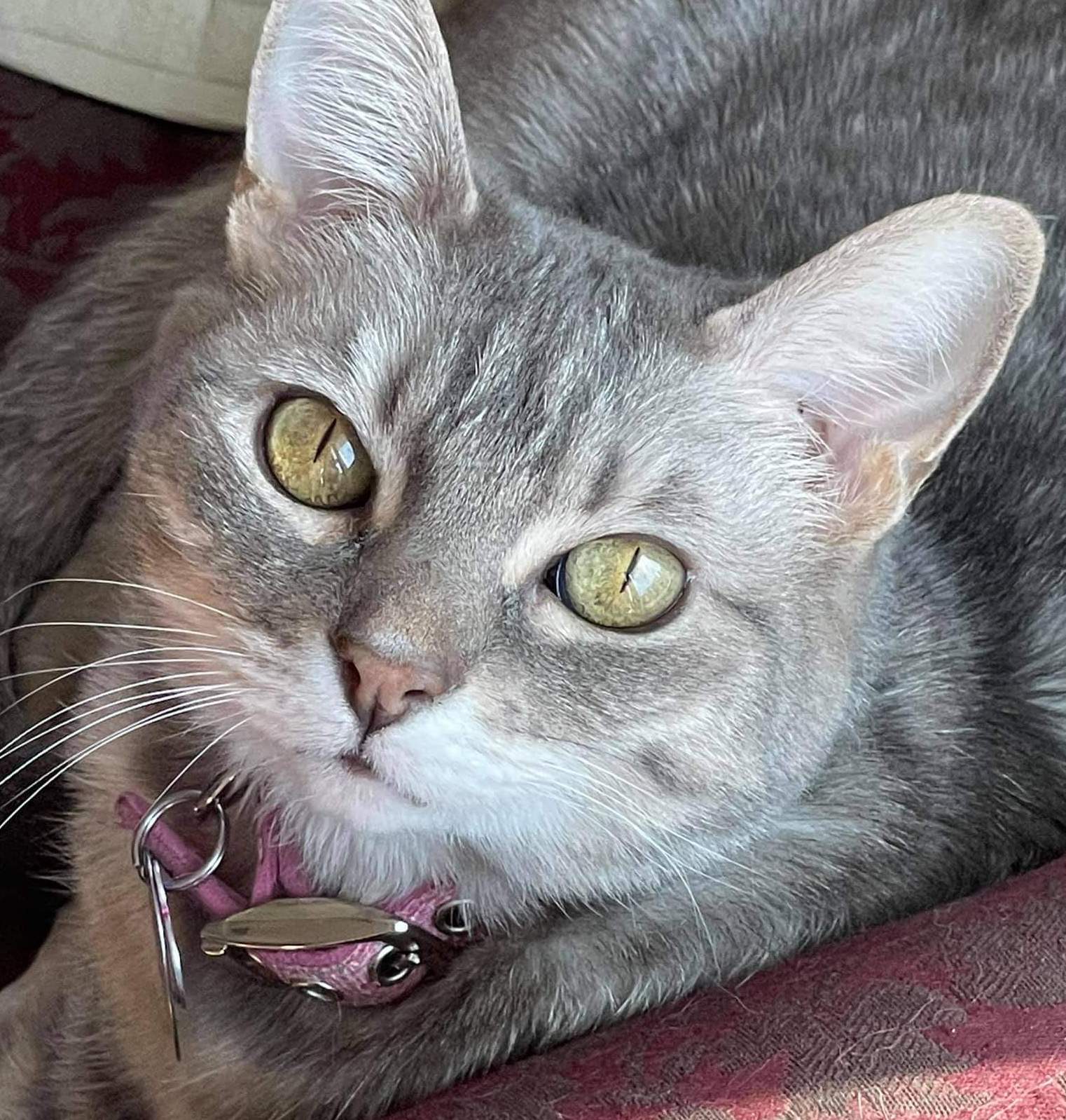 AnnMarieDanimus | FOX 28 Spokane