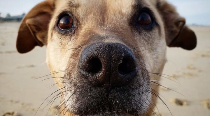 ADOPTING A RESCUE DOG—HOW YOU CAN SPOT A SCAM | FOX 28 Spokane