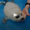 Baby Seal Goes Viral