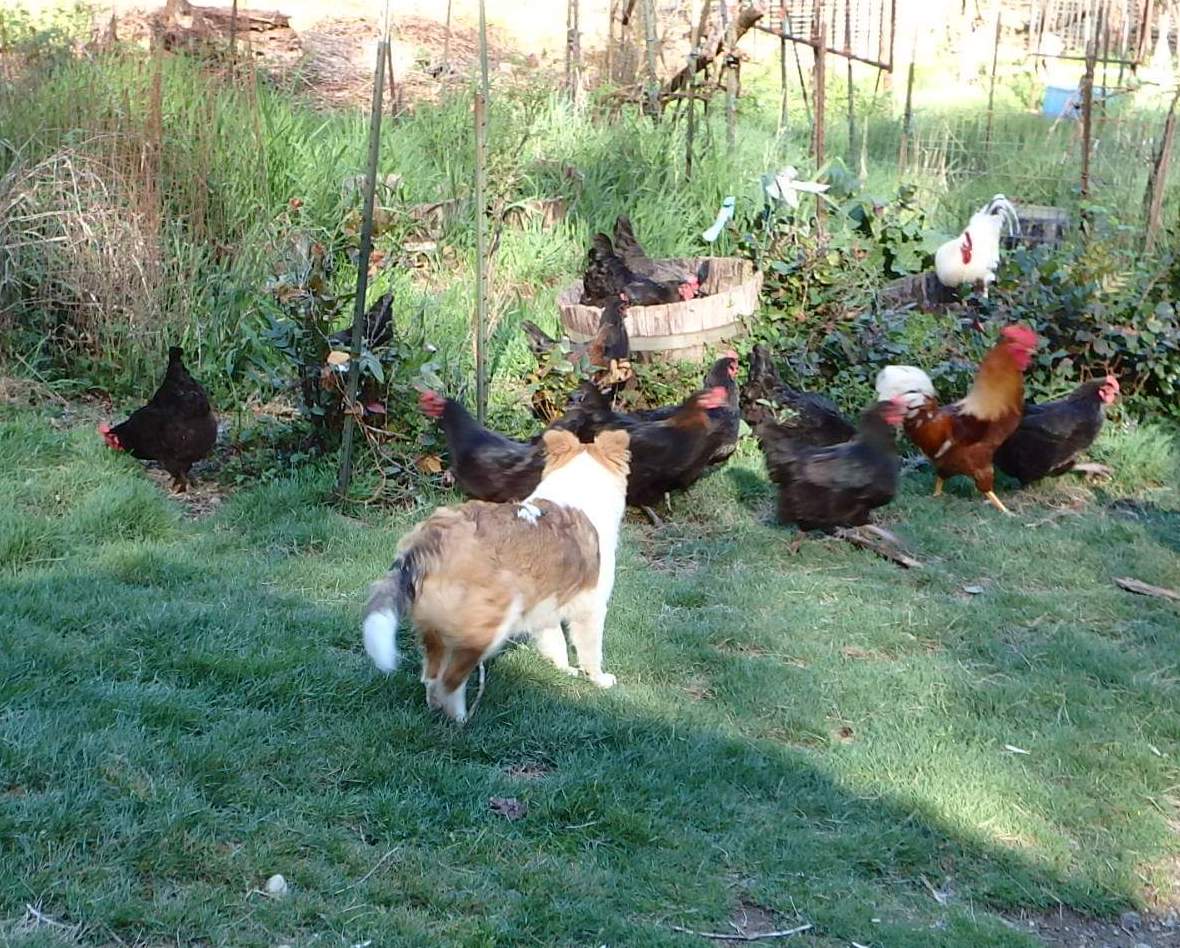 SeptemberMornDaisyWithChickens | FOX 28 Spokane