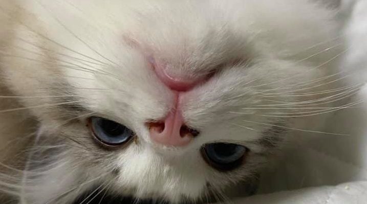 ZoeWillingham | FOX 28 Spokane