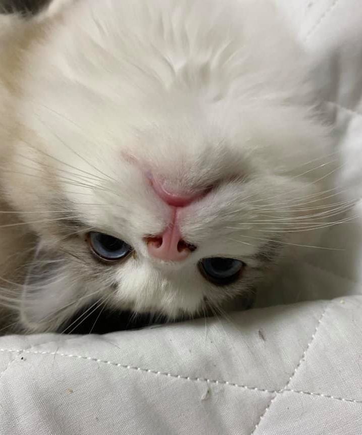 ZoeWillingham | FOX 28 Spokane