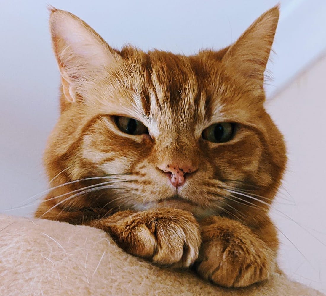 MandyCollins | FOX 28 Spokane