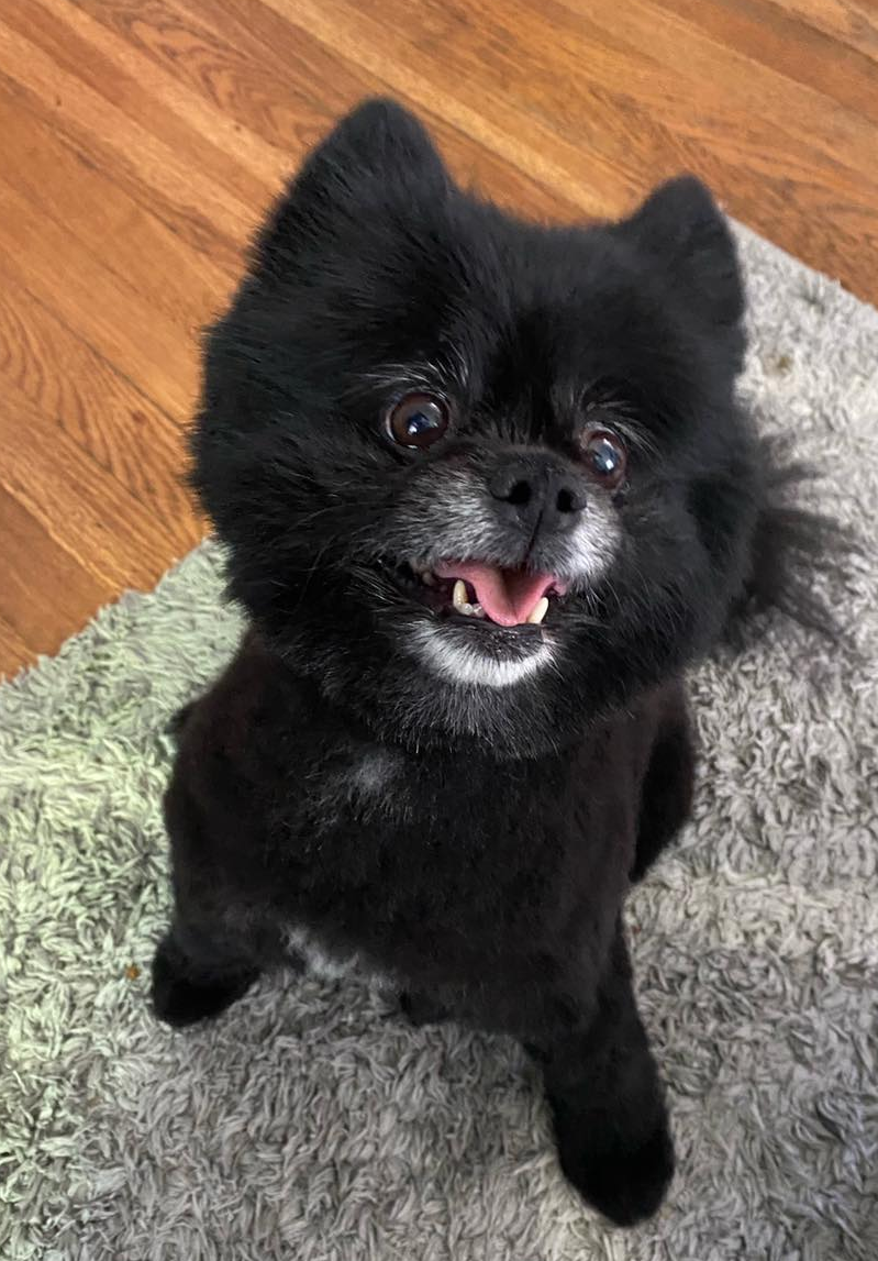 jax is a black pomeranian with some grey around his muzzle and chin and in this pic he is sitting and looking at the camera with his tongue out